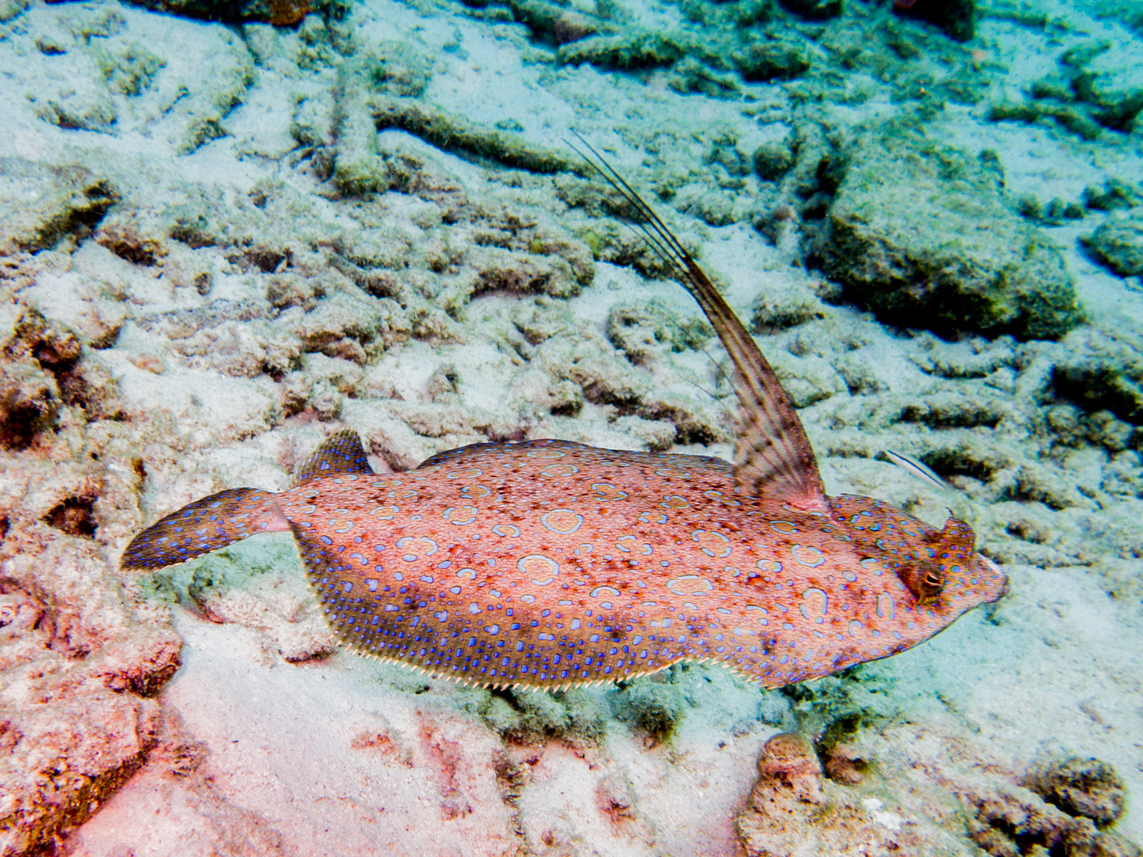 Bothus lunatus
