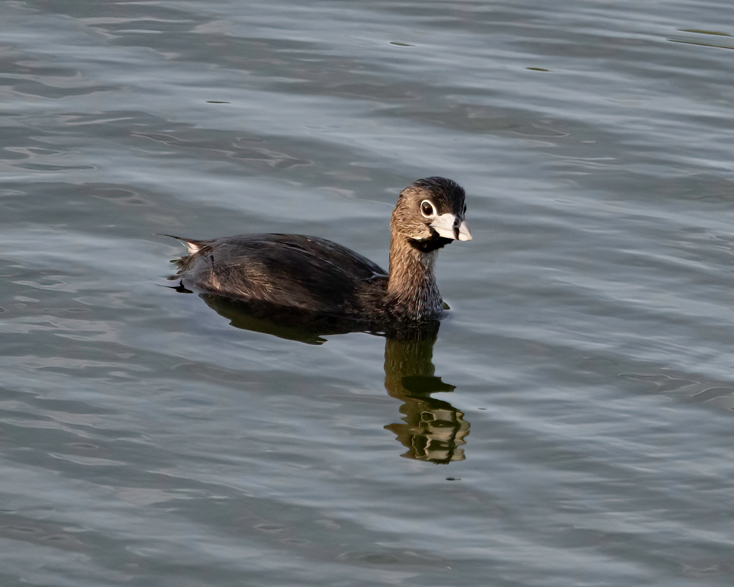 Podilymbus podiceps