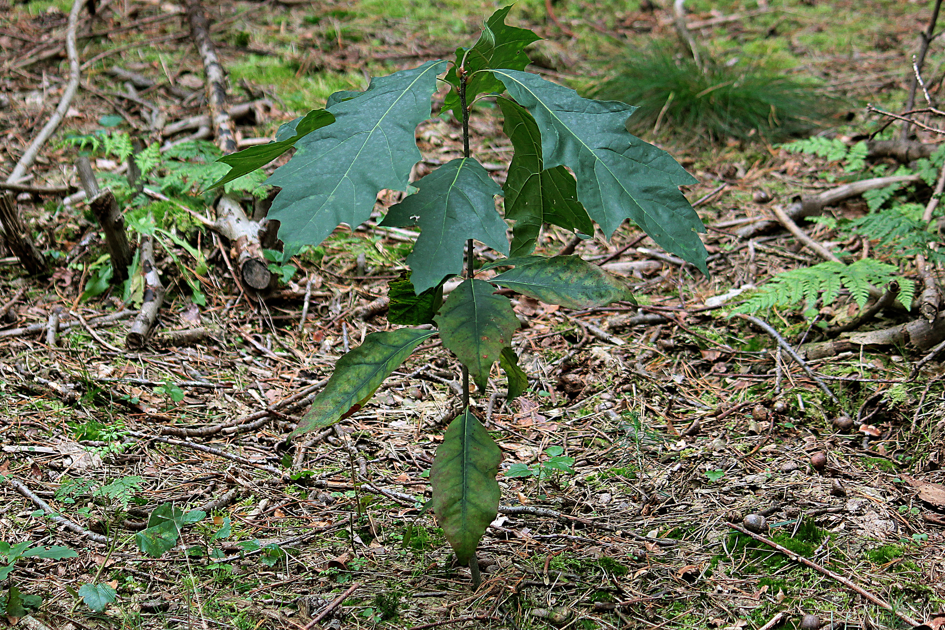 Quercus rubra L.