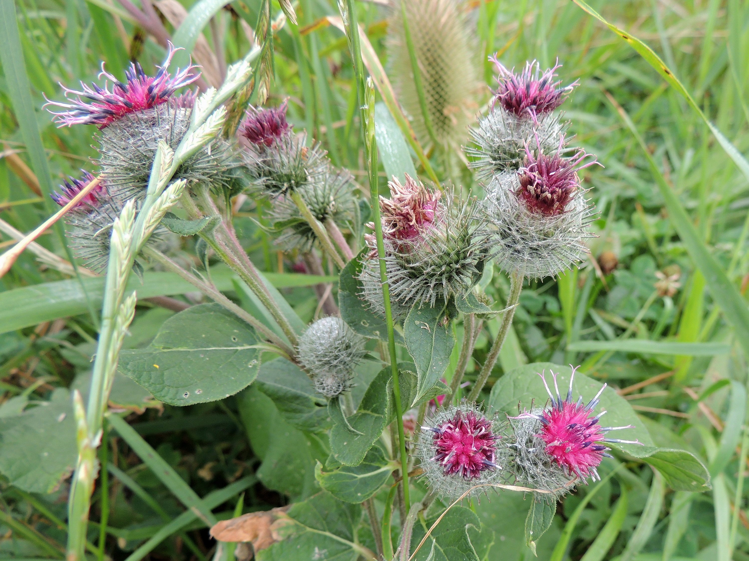 Arctium tomentosum Mill. Arctium tomentosum Mill.