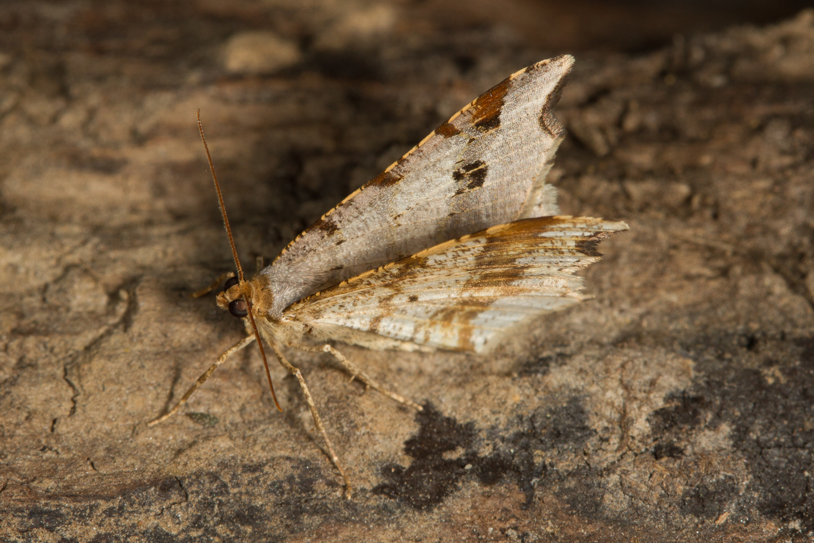 Macaria alternata