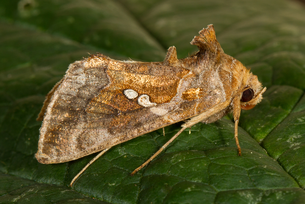 Chrysodeixis chalcites