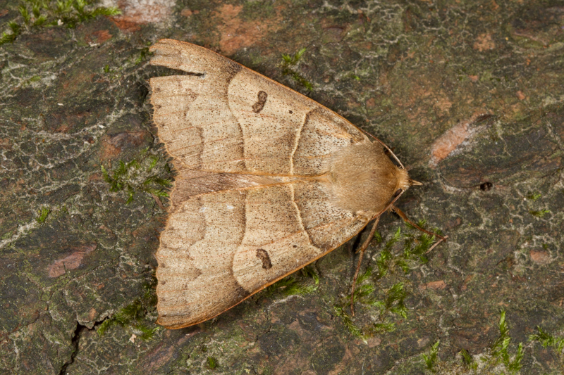 Minucia lunaris