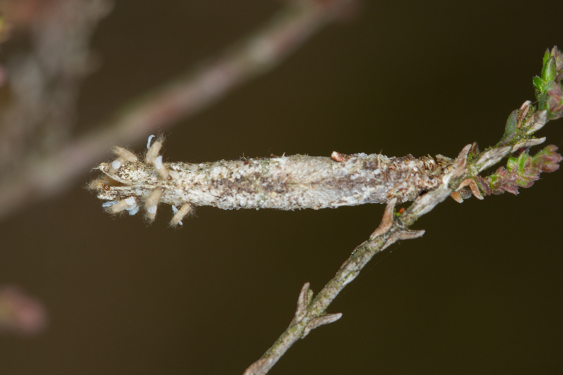 Taleporia tubulosa