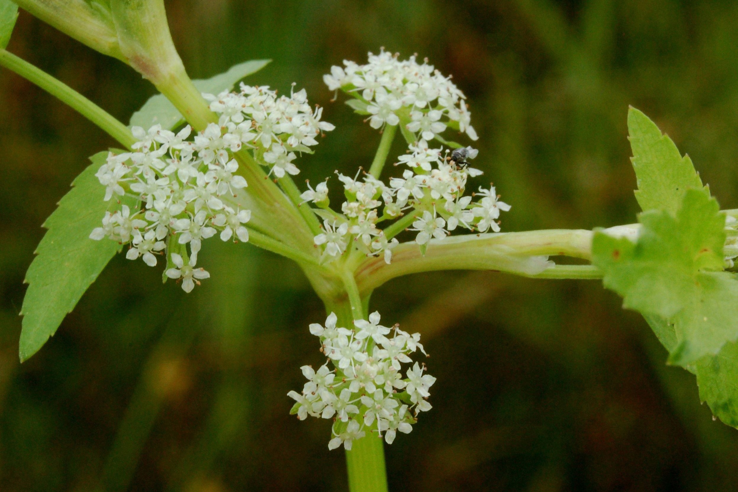 Helosciadium nodiflorum (L.) W.D.J.Koch Helosciadium nodiflorum (L.) W.D.J.Koch