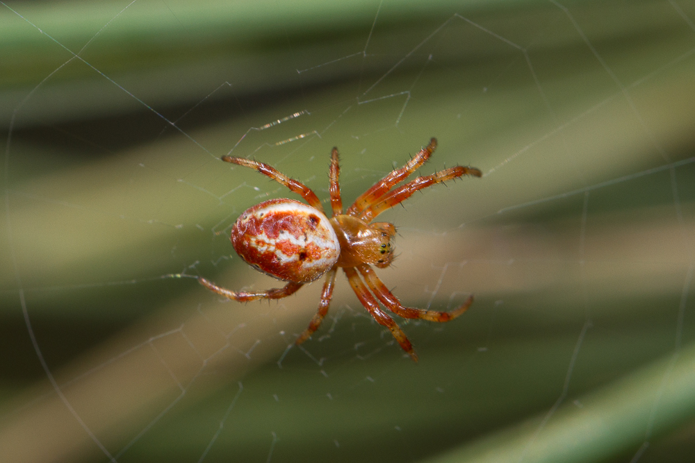 Araniella displicata