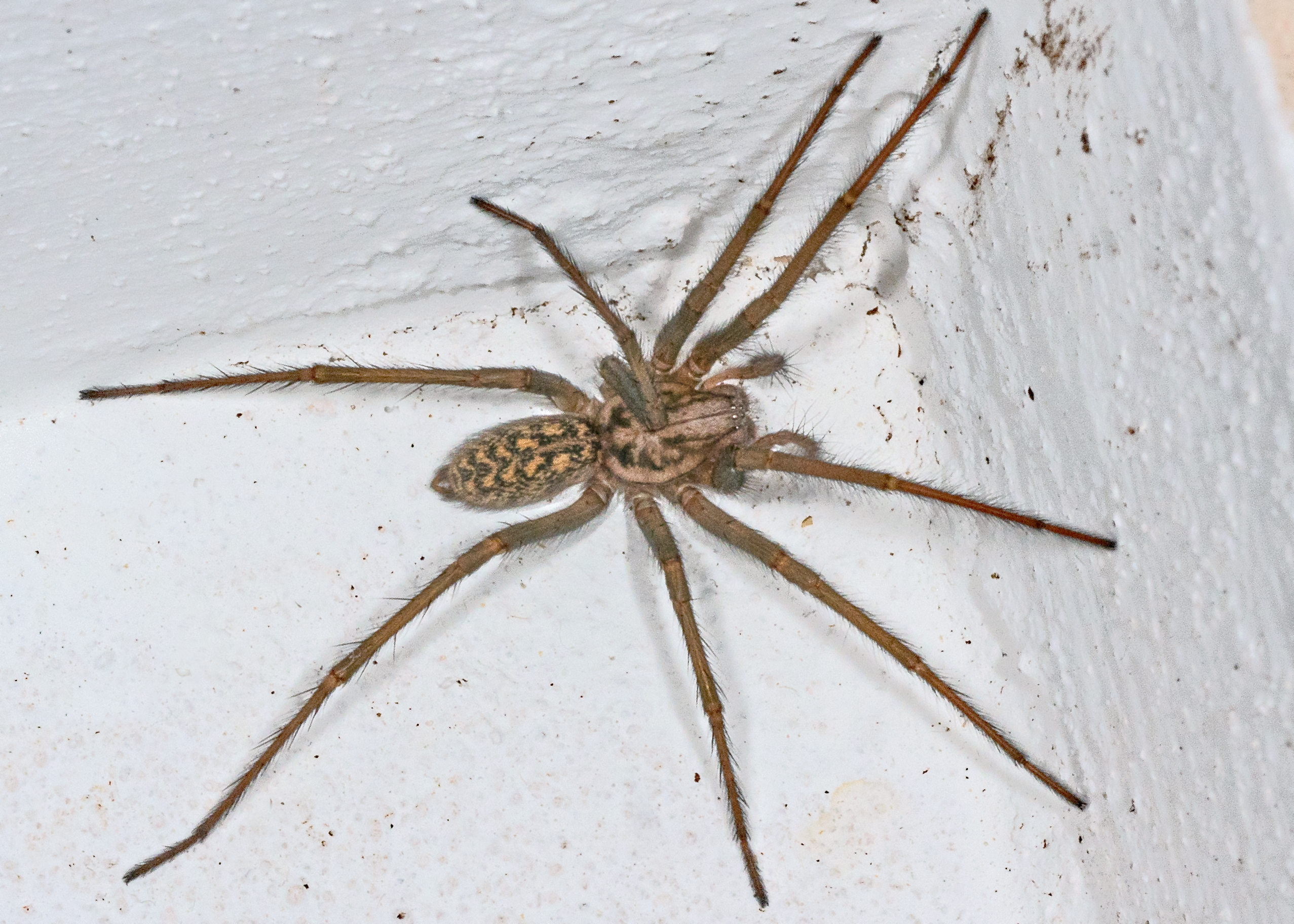 What is this spider ? Found in France, Bourgogne Region, same size of ...