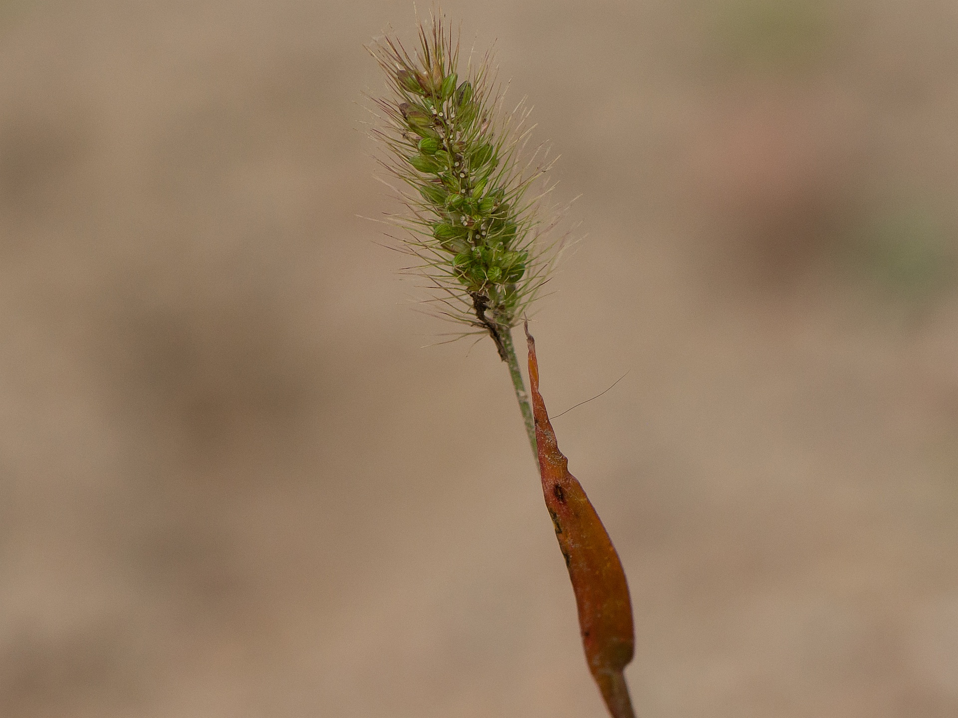 Setaria viridis (L.) P.Beauv.
