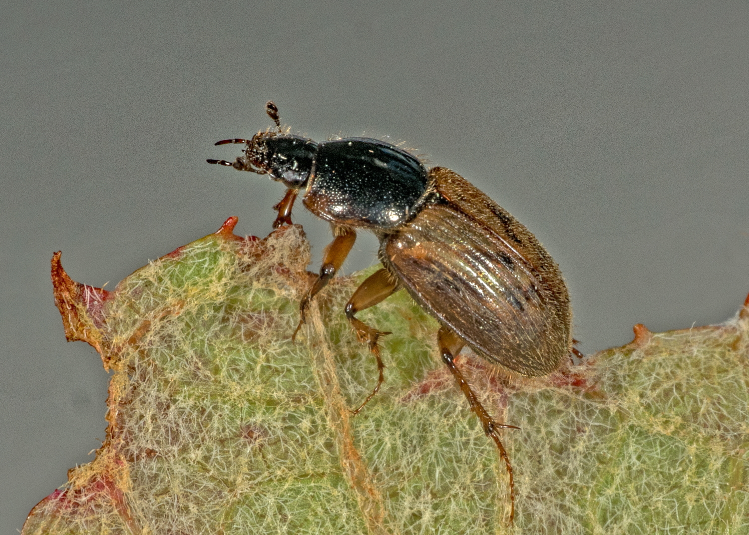 Aphodius contaminatus (Herbst, 1783) Aphodius contaminatus (Herbst, 1783)