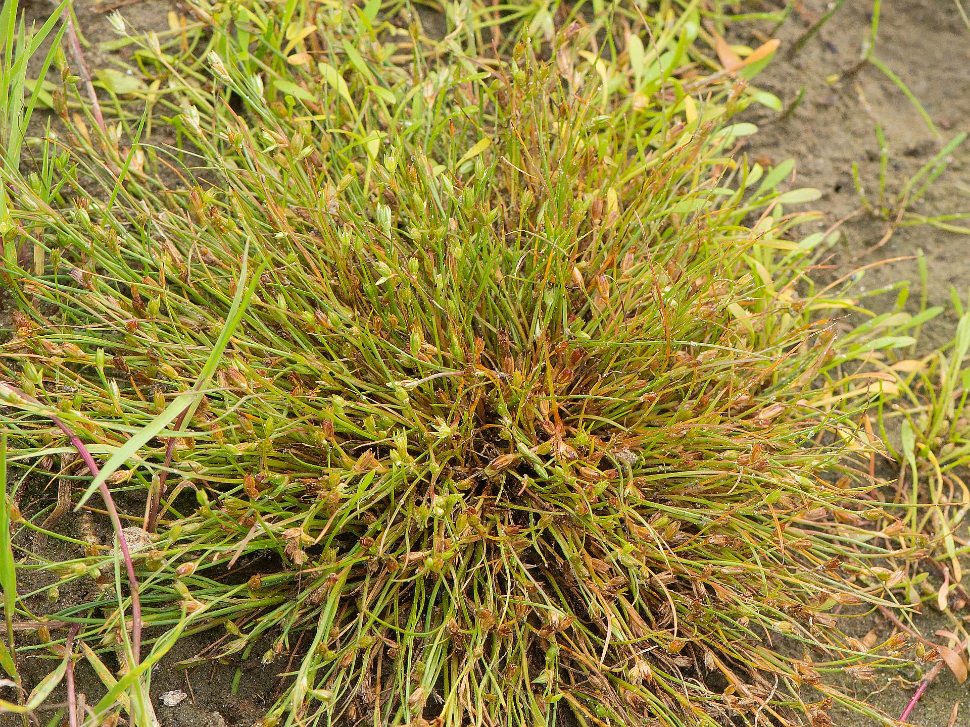 Juncus bufonius L. Juncus bufonius L.