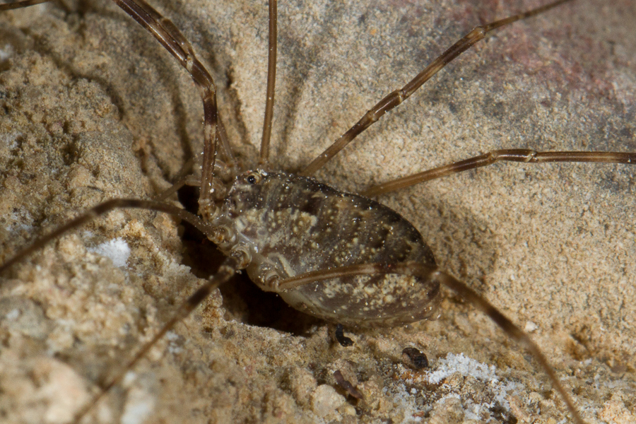 Opilio parietinus
