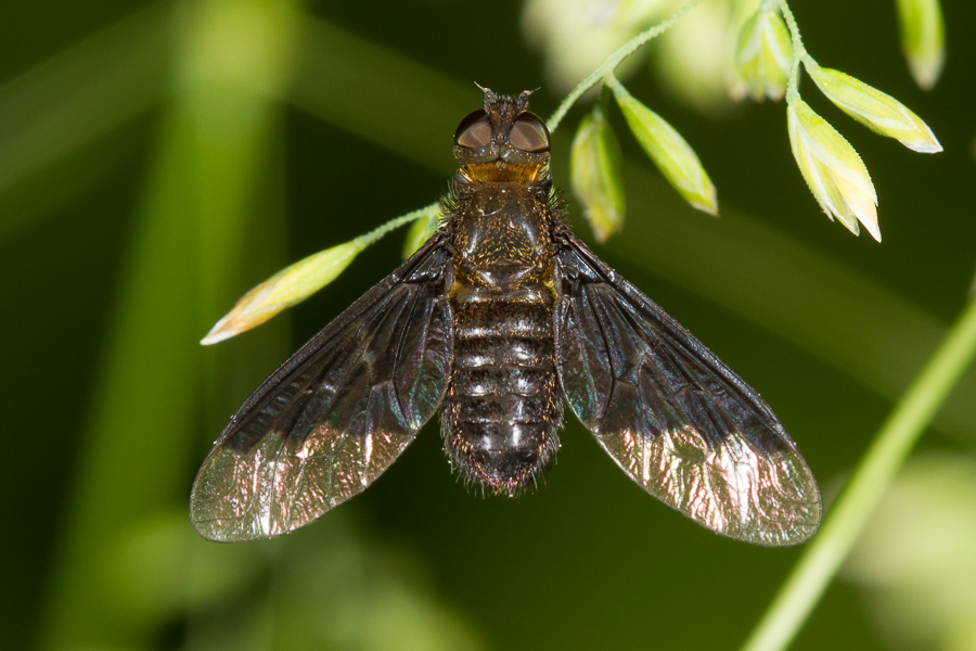 Hemipenthes morio