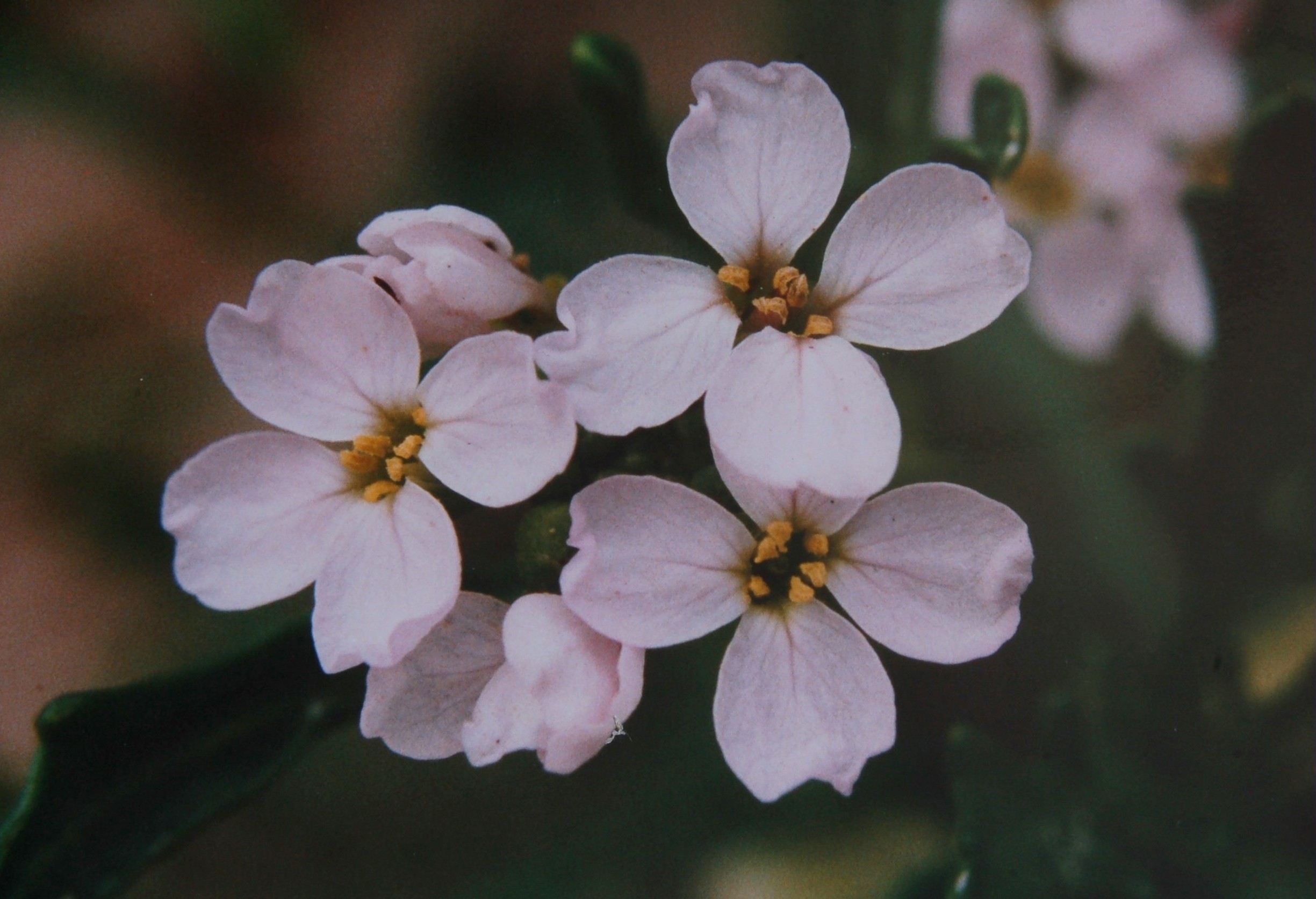 Cakile maritima Scop. Cakile maritima Scop.