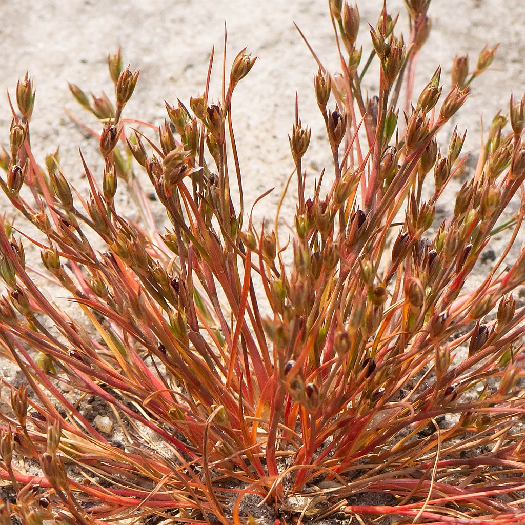 Juncus bufonius L. Juncus bufonius L.