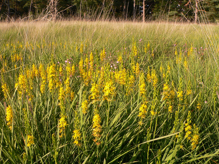 Narthecium ossifragum (L.) Huds. Narthecium ossifragum (L.) Huds.
