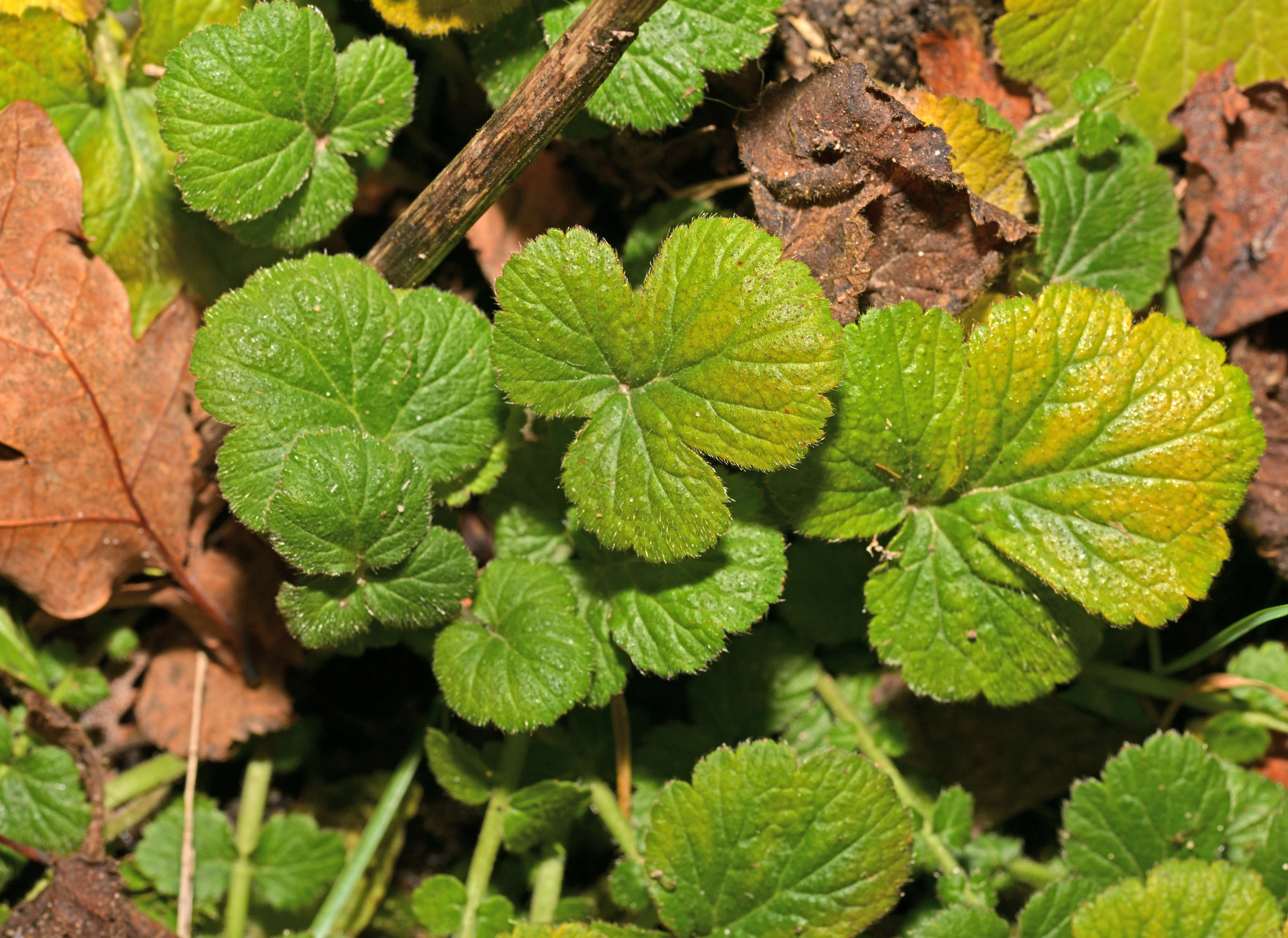 Geum urbanum L. Geum urbanum L.