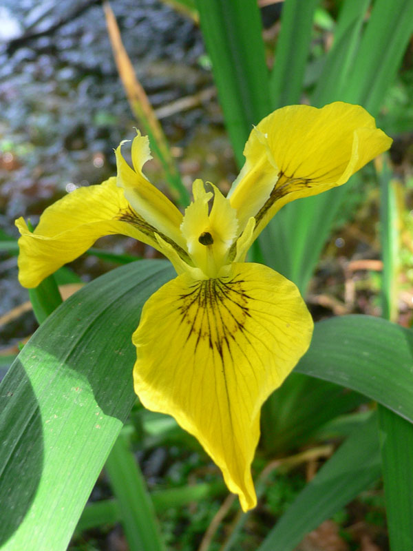 Iris pseudacorus L. Iris pseudacorus L.