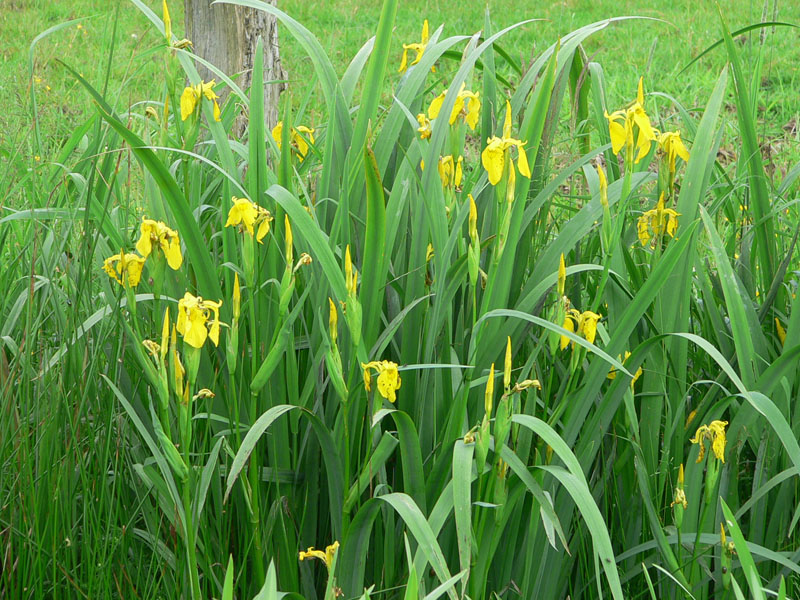 Iris pseudacorus L. Iris pseudacorus L.