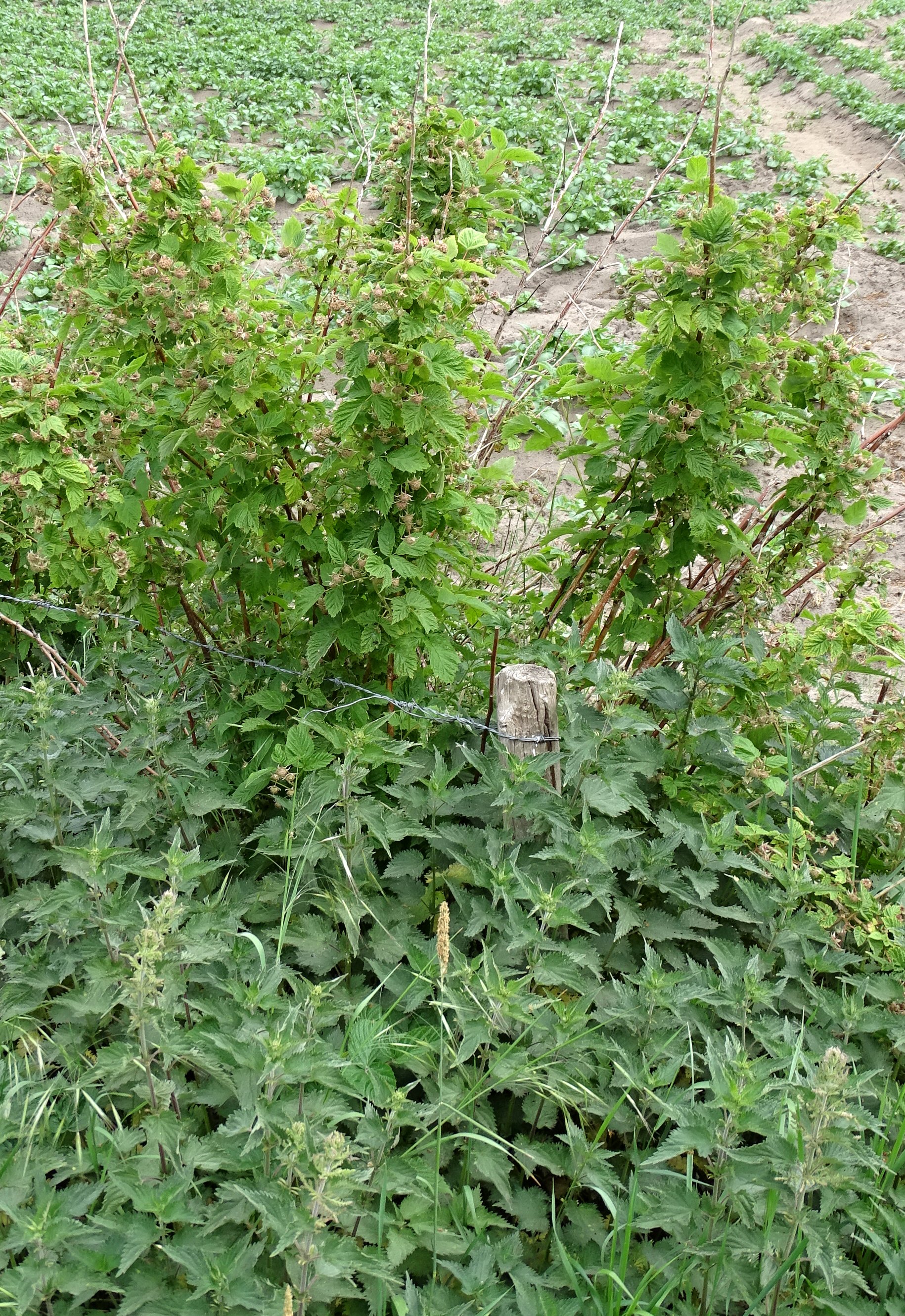 Rubus idaeus L. | https://waarneming.nl/observation/209929181/ Rubus idaeus L. | https://waarneming.nl/observation/209929181/