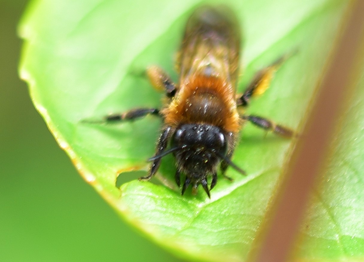 Andrena bicolor