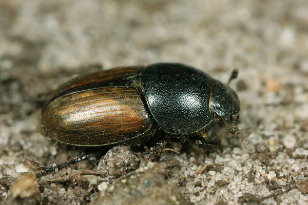 Aphodius erraticus (Linnaeus, 1758) | Determinatie op basis van collectie-exemplaar Aphodius erraticus (Linnaeus, 1758) | Determinatie op basis van collectie-exemplaar