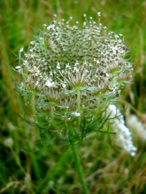Daucus carota L. Daucus carota L.