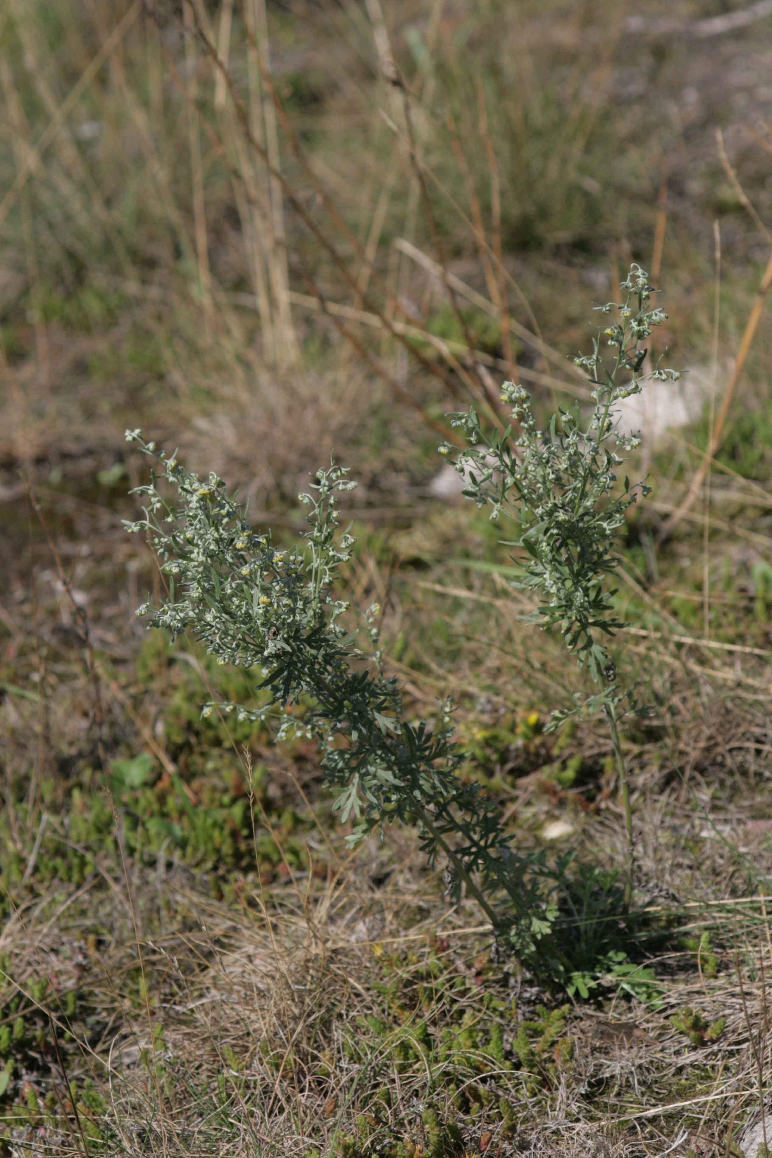Artemisia absinthium L. Artemisia absinthium L.