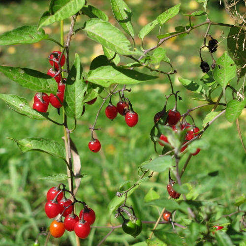 Solanum dulcamara L. Solanum dulcamara L.