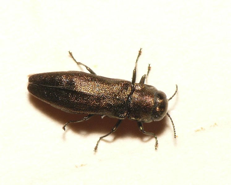 Agrilus angustulus (Illiger, 1803) | Determinatie op basis van collectie-materiaal Agrilus angustulus (Illiger, 1803) | Determinatie op basis van collectie-materiaal