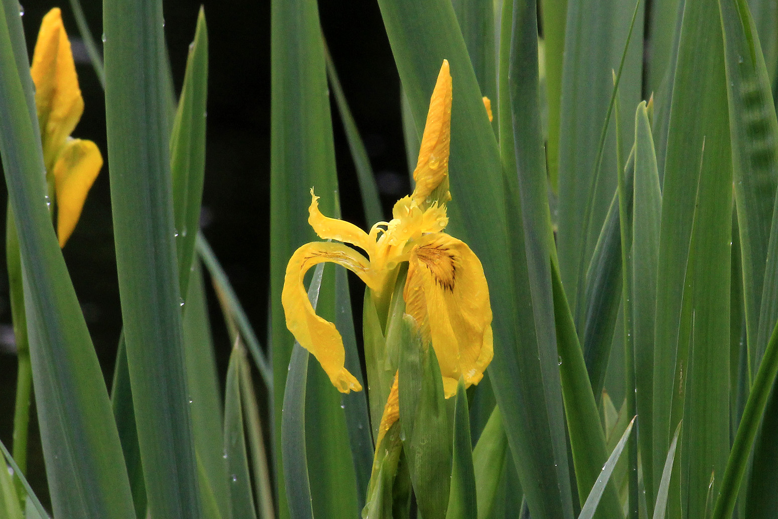 Iris pseudacorus L. Iris pseudacorus L.