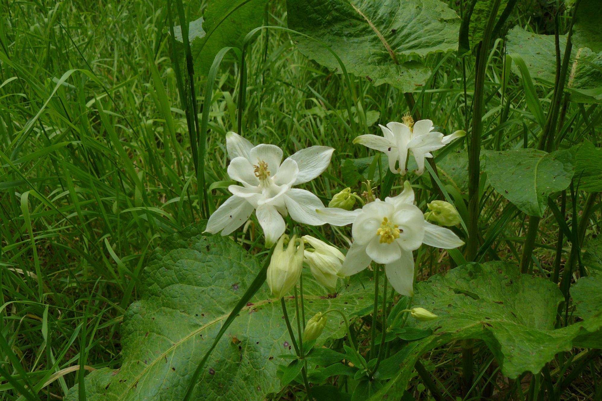 Aquilegia vulgaris L. Aquilegia vulgaris L.