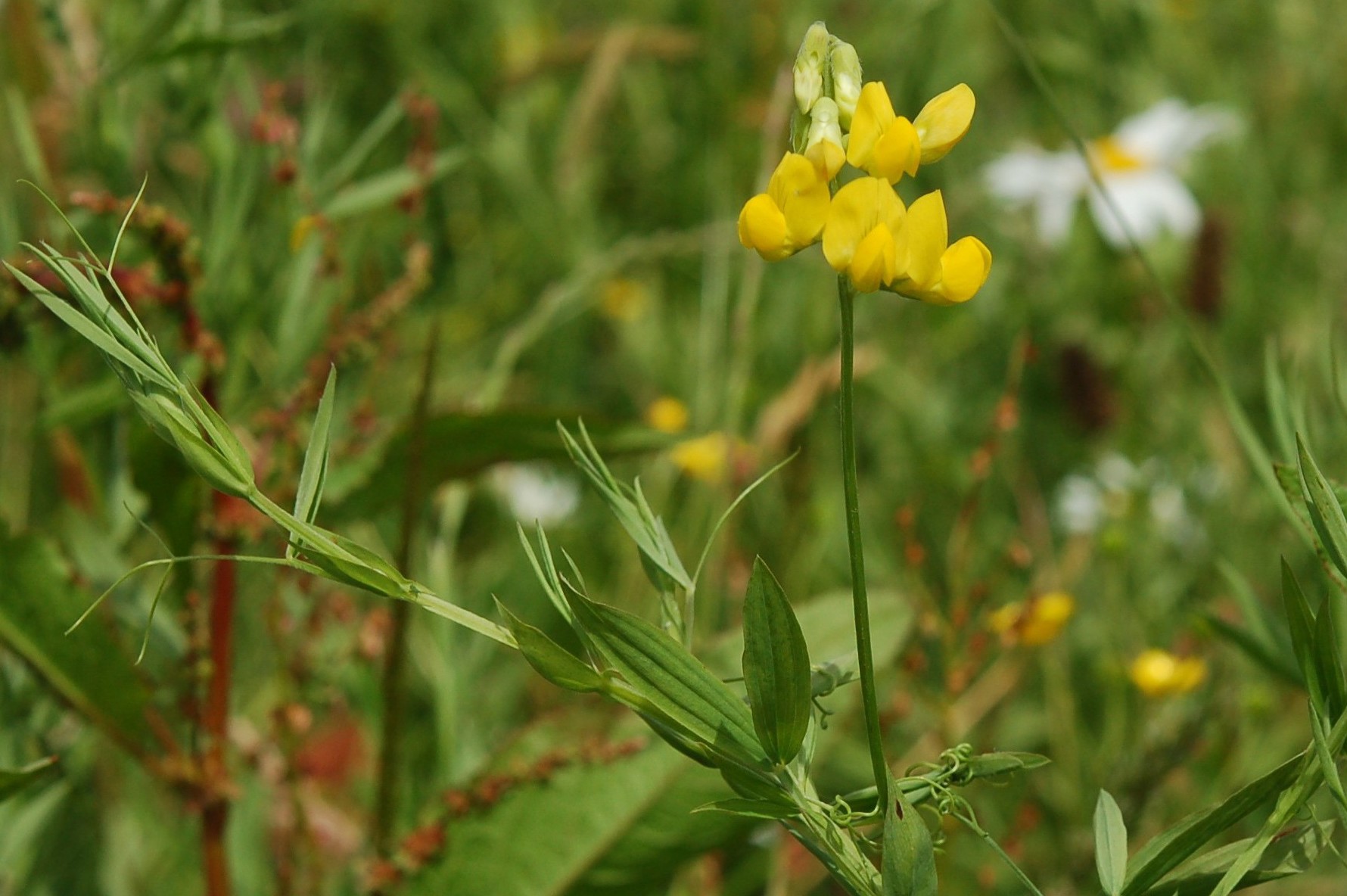 Lathyrus pratensis L. Lathyrus pratensis L.