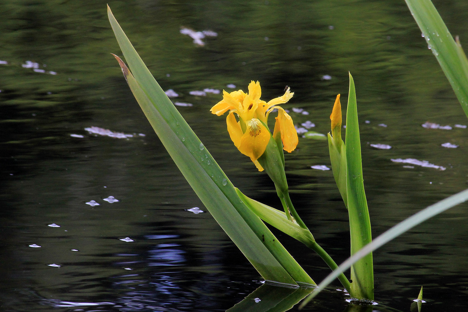 Iris pseudacorus L.