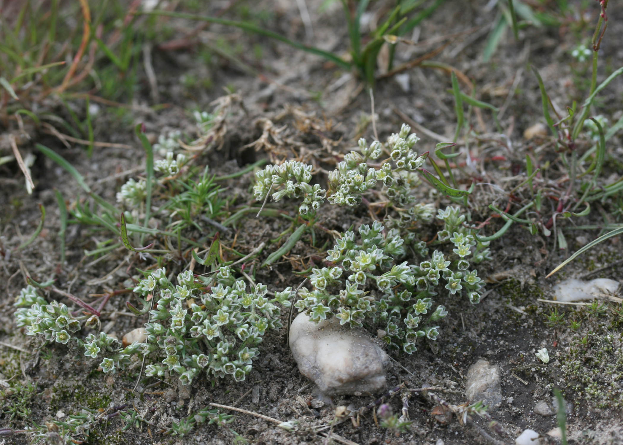 Scleranthus perennis L. Scleranthus perennis L.