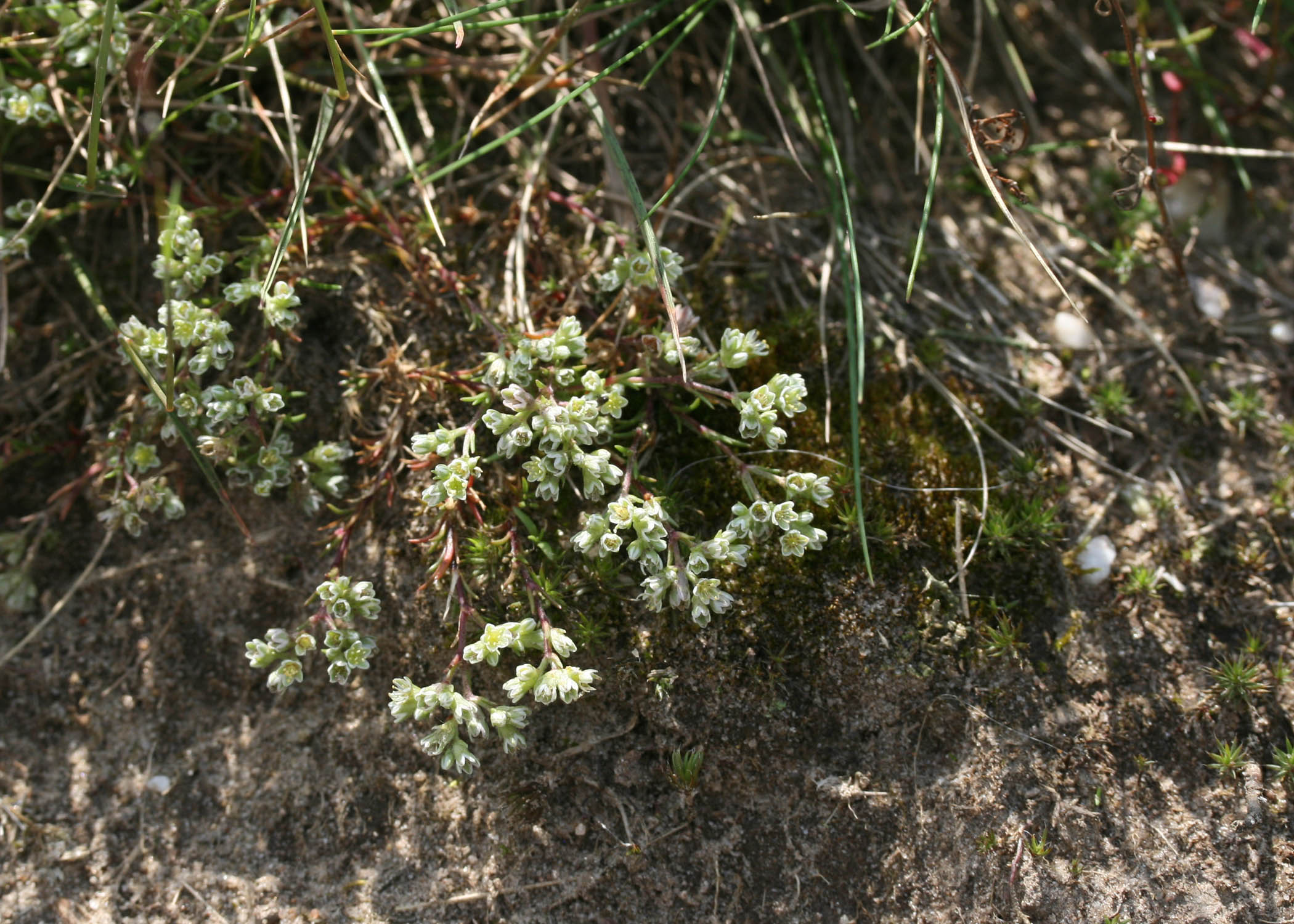 Scleranthus perennis L. Scleranthus perennis L.