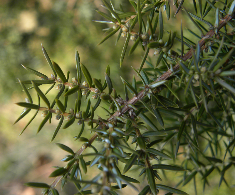 Juniperus communis L. | Twijgen met mannelijke bloeiwijzen Juniperus communis L. | Twijgen met mannelijke bloeiwijzen