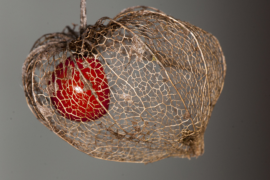 Physalis alkekengi L. Physalis alkekengi L.