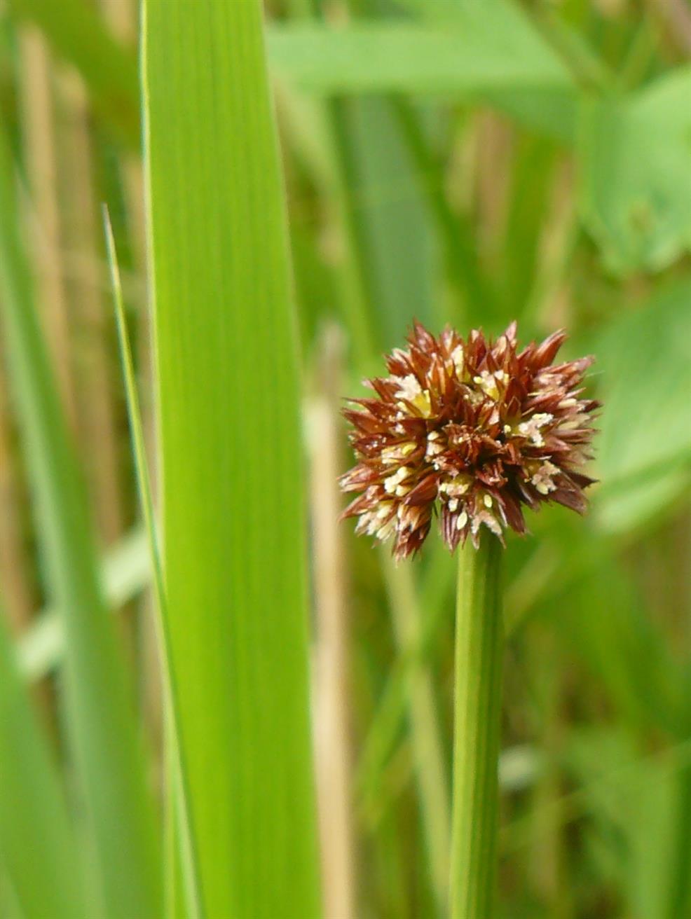 Juncus conglomeratus L. Juncus conglomeratus L.