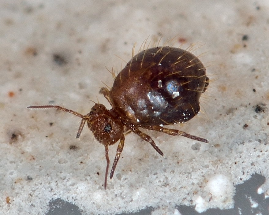 Allacma fusca (Linnaeus, 1758) Allacma fusca (Linnaeus, 1758)