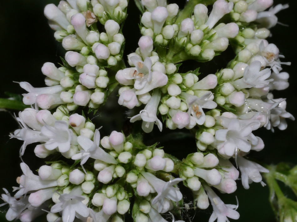 Valeriana officinalis L. Valeriana officinalis L.
