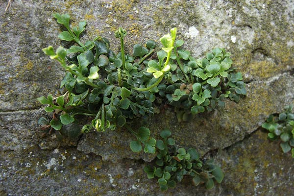 Asplenium ruta-muraria L. Asplenium ruta-muraria L.