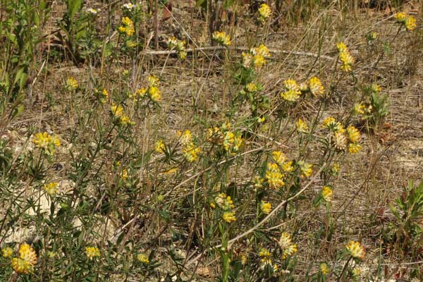Anthyllis vulneraria L. Anthyllis vulneraria L.