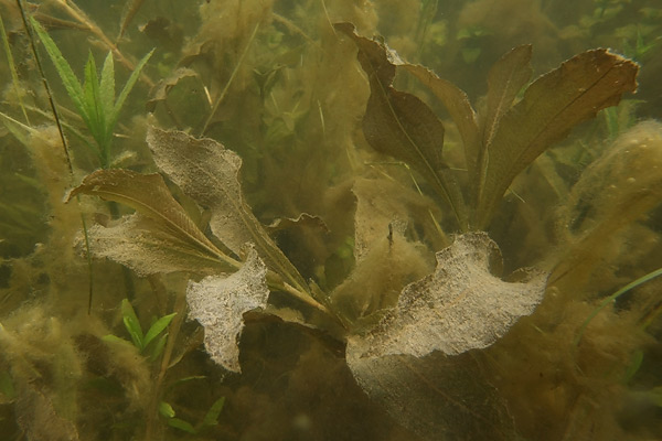 Potamogeton lucens L. Potamogeton lucens L.