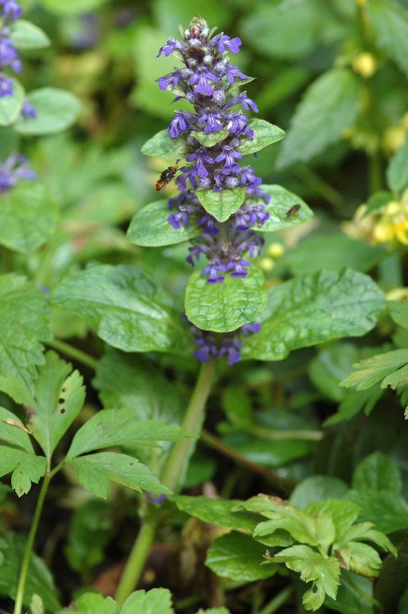 Ajuga reptans L. Ajuga reptans L.