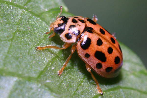 Anisosticta novemdecimpunctata (Linnaeus, 1758) | Volwassen, studio-opname Anisosticta novemdecimpunctata (Linnaeus, 1758) | Volwassen, studio-opname
