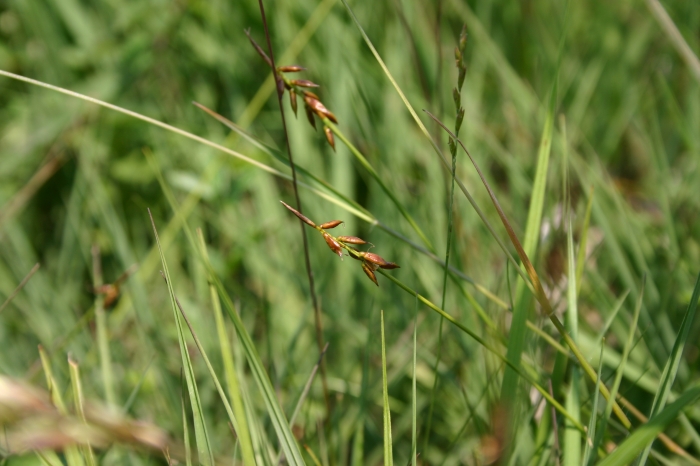 Carex pulicaris L. | 2 planten Carex pulicaris L. | 2 planten