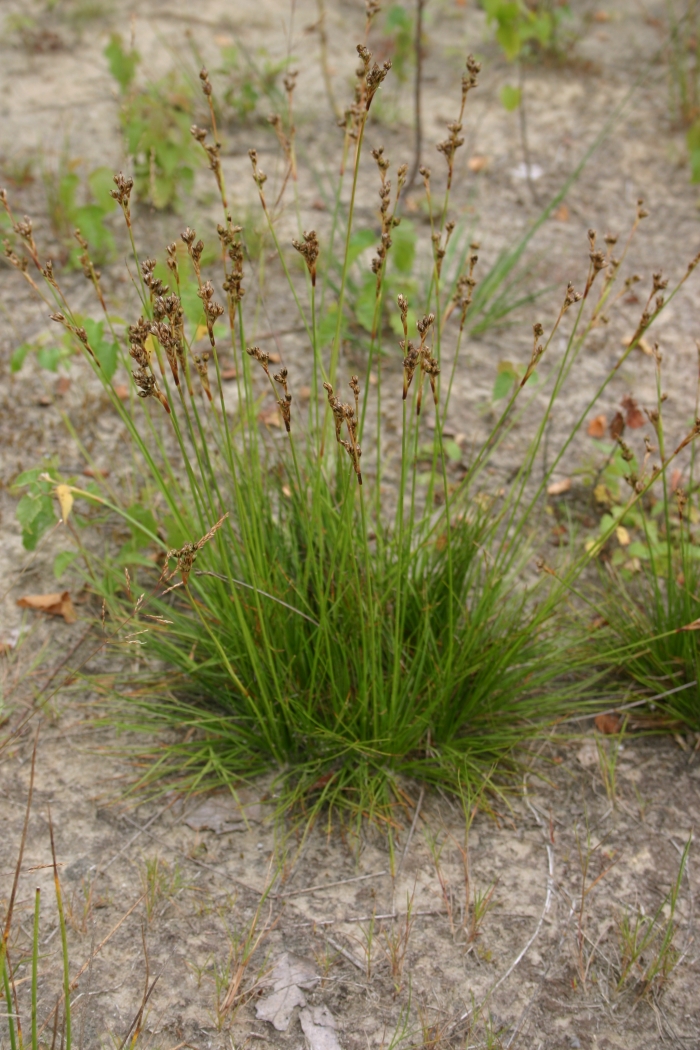 Juncus squarrosus L. | Bloeiende plant Juncus squarrosus L. | Bloeiende plant