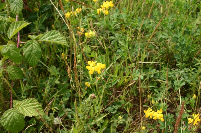 Lotus corniculatus L. | Overzicht Lotus corniculatus L. | Overzicht