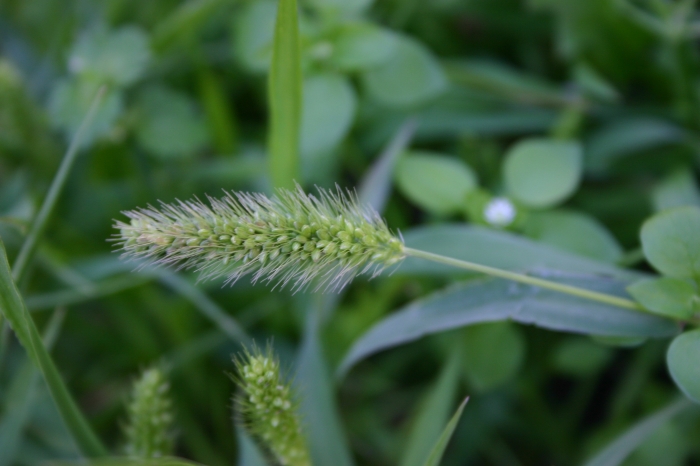 Setaria viridis (L.) P.Beauv. | Detail bloeiwijze Setaria viridis (L.) P.Beauv. | Detail bloeiwijze