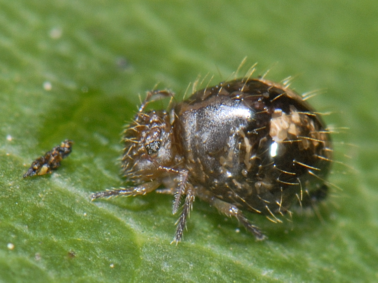 Allacma fusca (Linnaeus, 1758) Allacma fusca (Linnaeus, 1758)